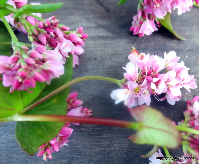 Clusters of pink buckwheat flowers in bloom