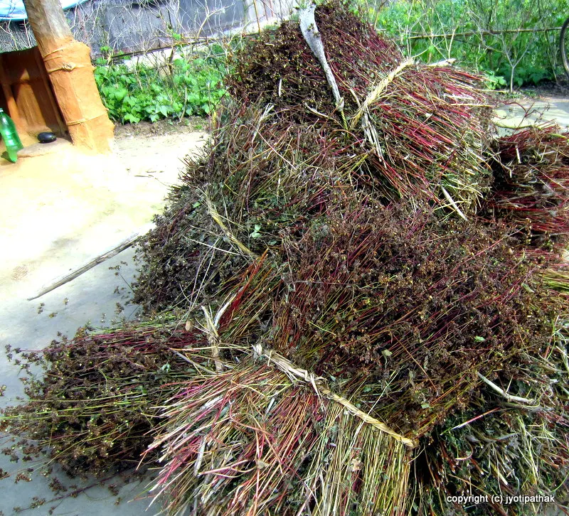 Cutting buckwheat stalks and drying further in the stand up position