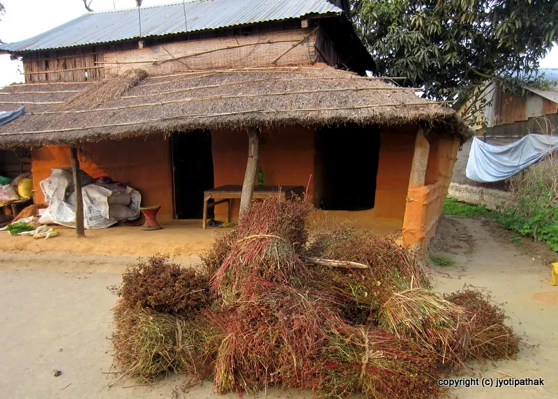 Buckwheat Harvest - some of the spectacular view of village life