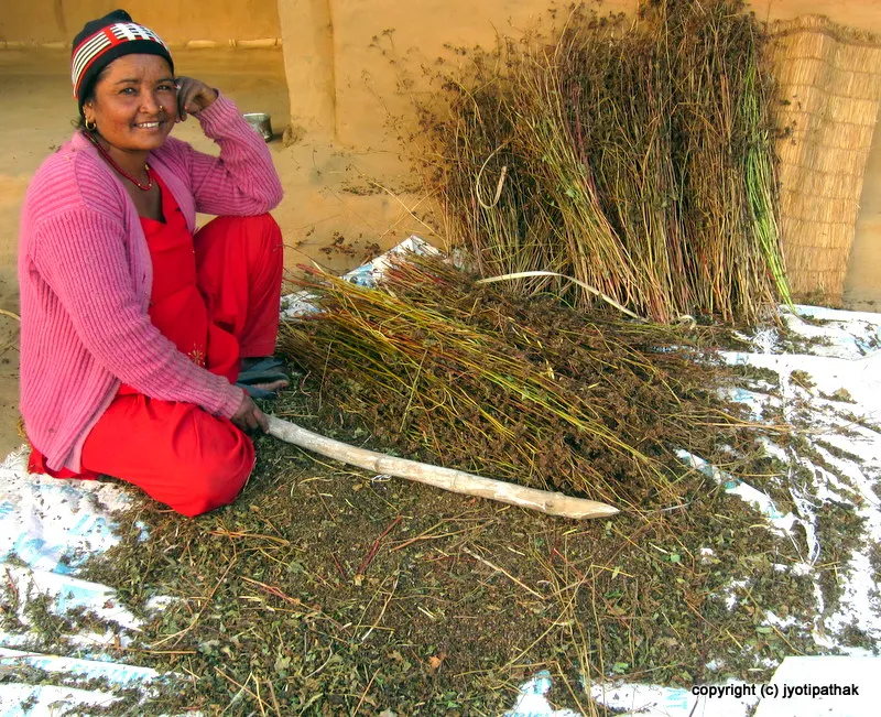 A smiling young woman harvesting the buckwheat by traditional way - cutting, thrashing and gathering the seeds
