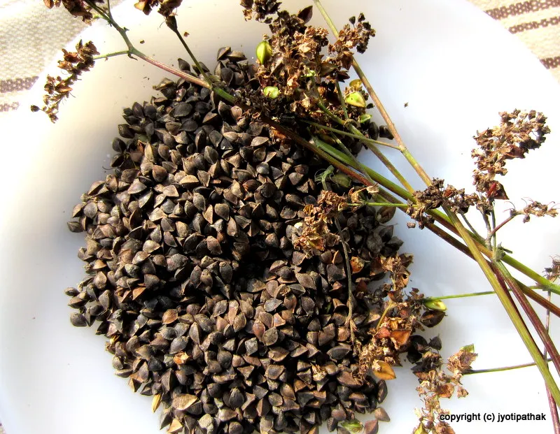 Freshly picked un-hulled, gluten-free buckwheat seeds
