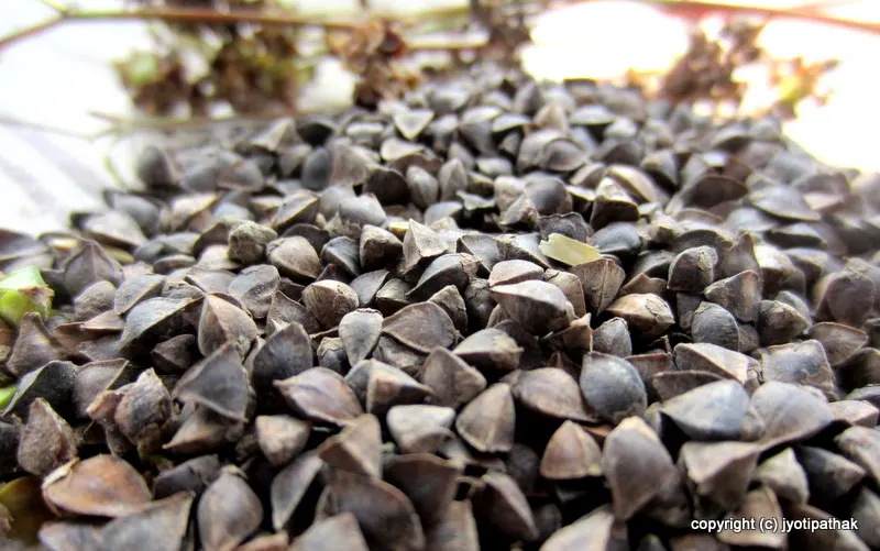 Another image of Buckwheat seeds - triangular in shape with rounded bottom, tough seeds, changes from green to red-brown color when ready to harvest.