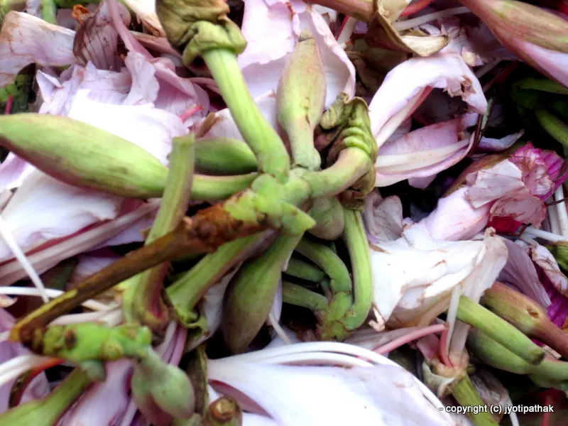 Bauhinia and Potato Salad (Koirala ko Phool re Aloo ko Achaar)