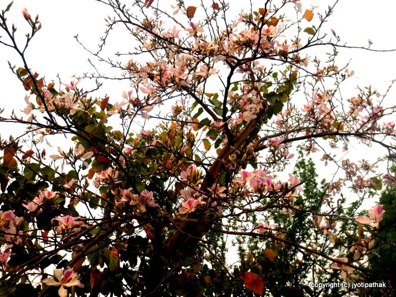 Beautiful sunny day in Kathmandu - the koirala tree is blooming everywhere (Feb-March) adding beauty with blossoms!