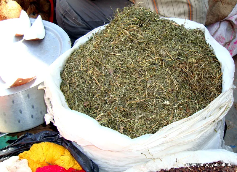Jimbu – Nepalese Allium (Herb)